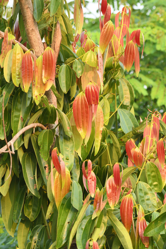 Sri Lanka cinnamon (Cinnamomum verum)