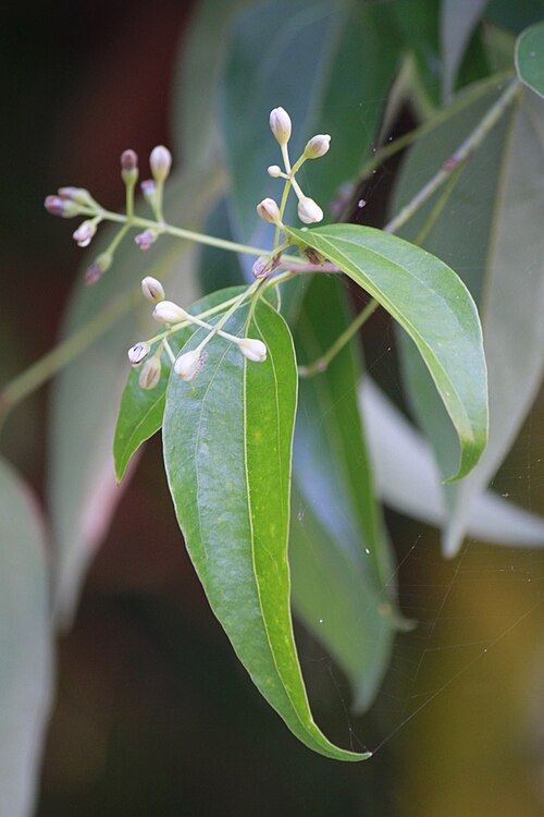 Sri Lanka cinnamon: Cinnamon ( Cinnamomum verum ) flowers and foliage. Manado, North Sulawesi