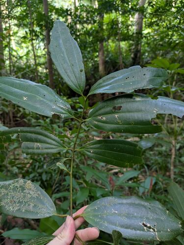 Sri Lanka cinnamon (Cinnamomum verum)