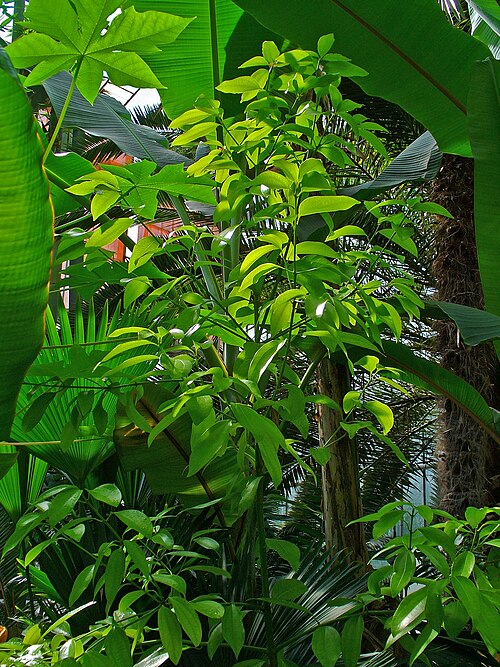 Sri Lanka cinnamon: Cinnamomum verum , Lauraceae, Cinnamon, habitus; Botanical Garden KIT, Karlsruhe, Germany. The bark is used in homeopathy as remedy: Cinnamomum