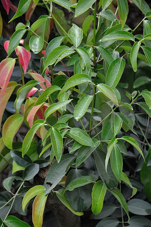 Sri Lanka cinnamon: Photographed at Sargachi, Murshidabad.