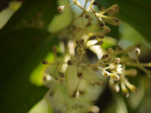 Sri Lanka cinnamon: Cinnamomum verum