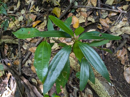 Sri Lanka cinnamon (Cinnamomum verum)
