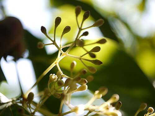 Sri Lanka cinnamon: Cinnamomum verum