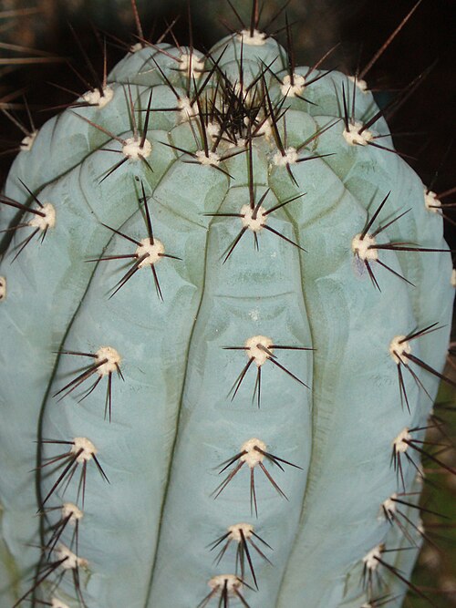 Cipocereus bradei: plant from Serra do Cabral, Minas Gerais, Brasil