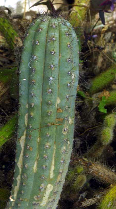 Cipocereus bradei: Cipocereus bradei