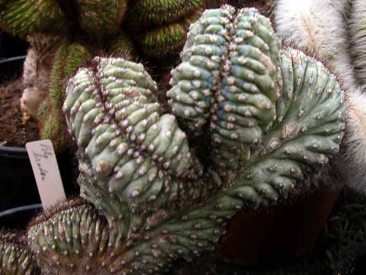 Cipocereus bradei: Cipocereus bradei cristata