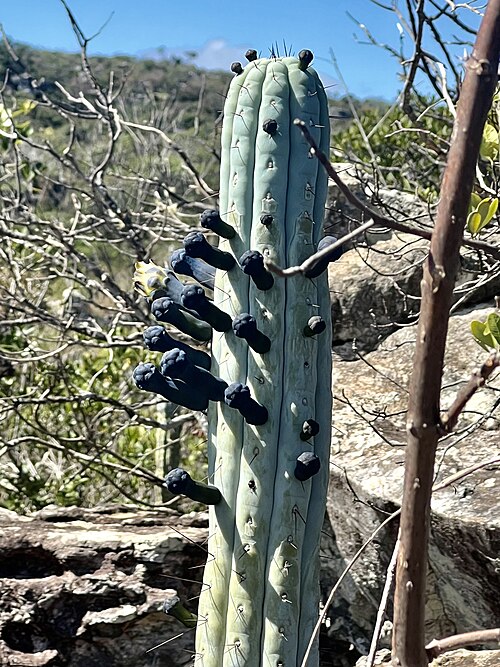 Cipocereus bradei: Cipocereus bradei in Brazil