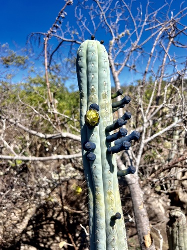 Cipocereus bradei (Cipocereus bradei)