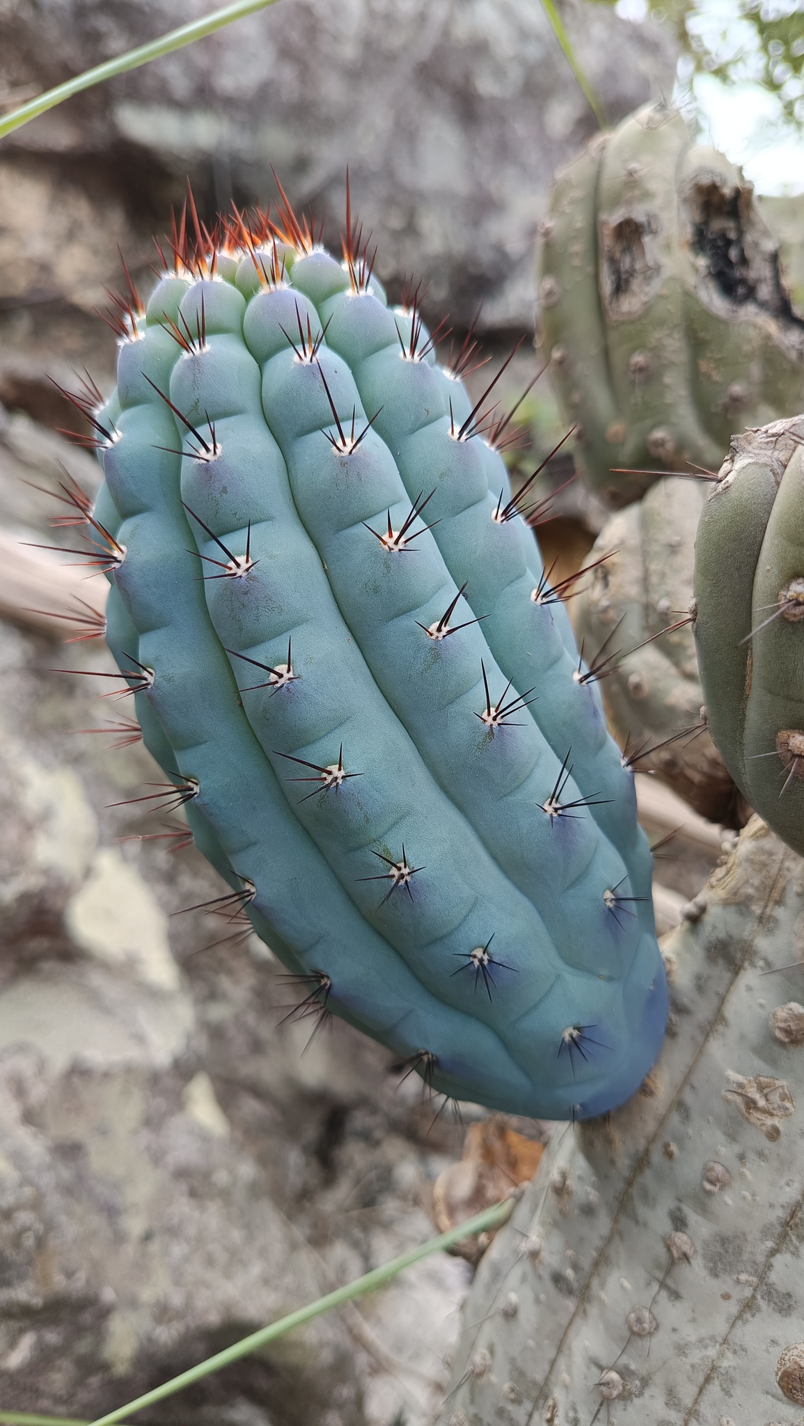 Cipocereus bradei: Cipocereus bradei in Brazil