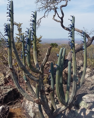 Cipocereus bradei (Cipocereus bradei)