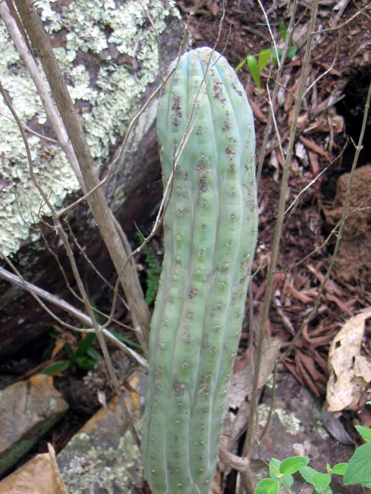 Cipocereus bradei: Cipocereus bradei