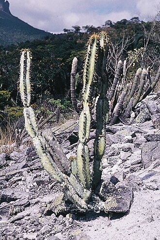 Cipocereus crassisepalus: Type habitat, Minas Gerais Brasil