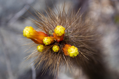 Cipocereus pleurocarpus (Cipocereus pleurocarpus)