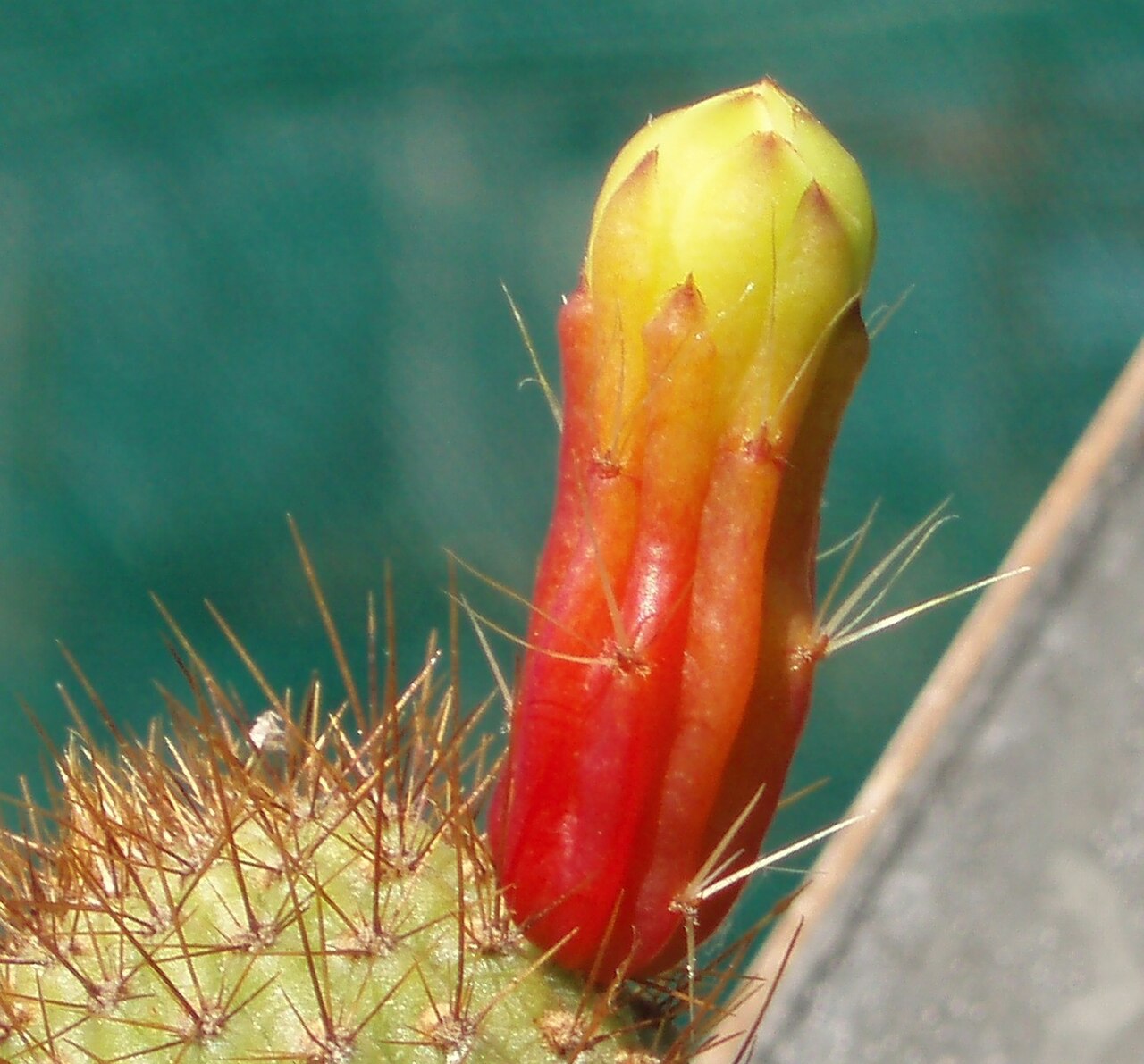 Cipocereus pleurocarpus: flowering plat from type locality, C MInas Gerais, Brasil