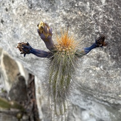 Cipocereus pleurocarpus (Cipocereus pleurocarpus)