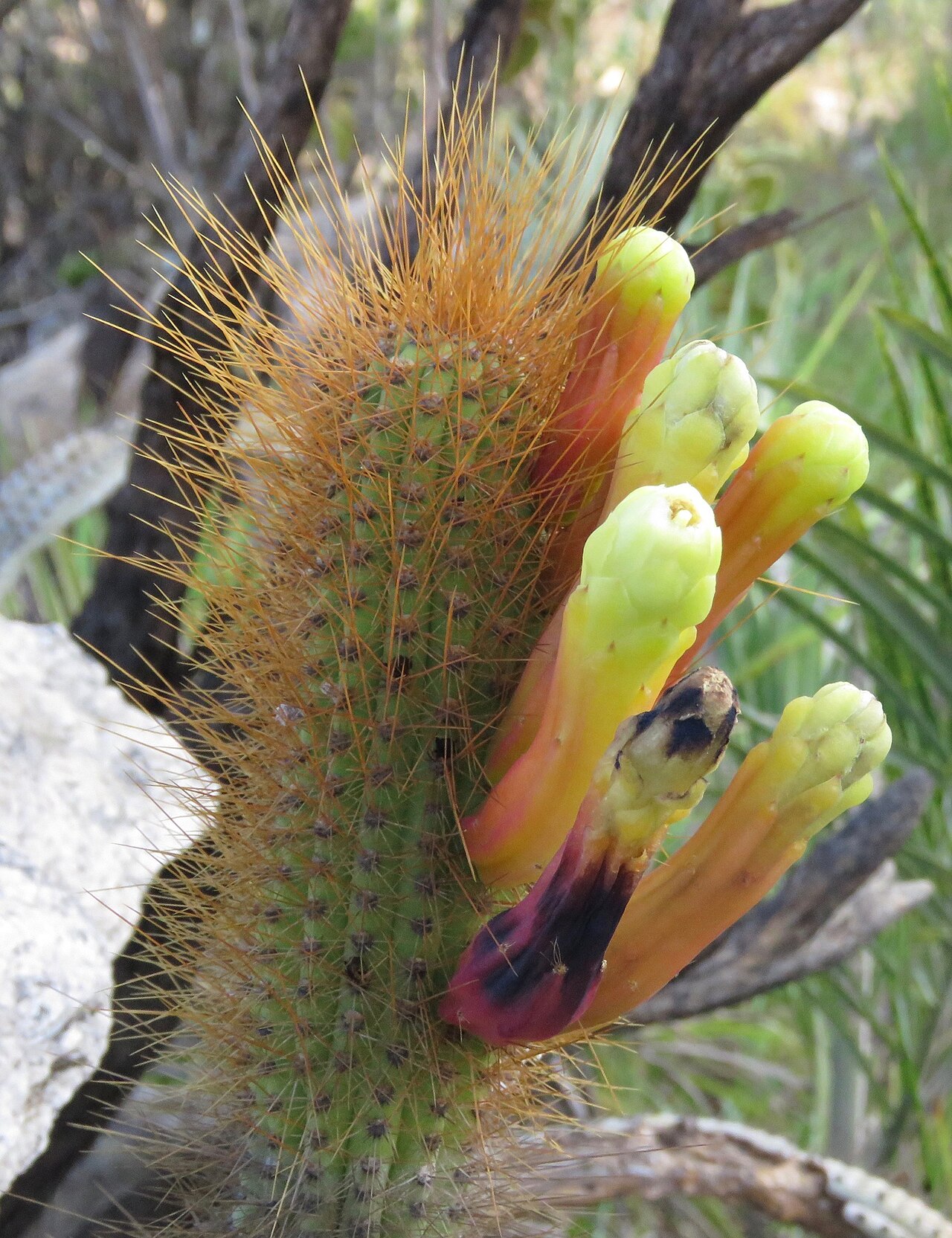 Cipocereus pleurocarpus: Cipocereus pleurocarpus in Brazil