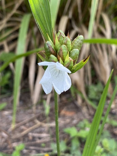 Cipura campanulata (Cipura campanulata)