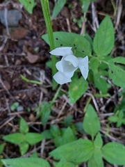 Cipura campanulata (Cipura campanulata)