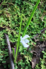 Cipura campanulata (Cipura campanulata)