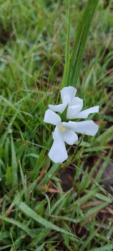Cipura campanulata (Cipura campanulata)