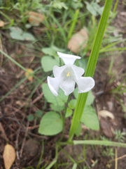 Cipura campanulata (Cipura campanulata)