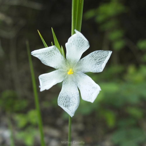 Cipura campanulata (Cipura campanulata)