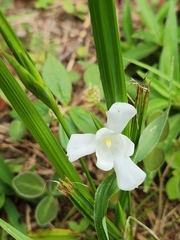 Cipura campanulata (Cipura campanulata)