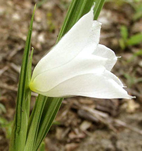 Cipura campanulata (Cipura campanulata)
