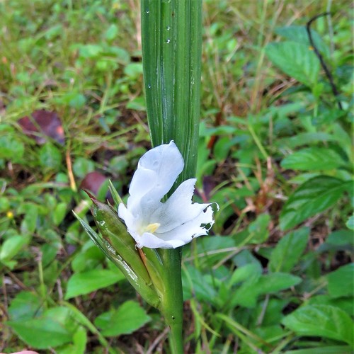 Cipura campanulata (Cipura campanulata)