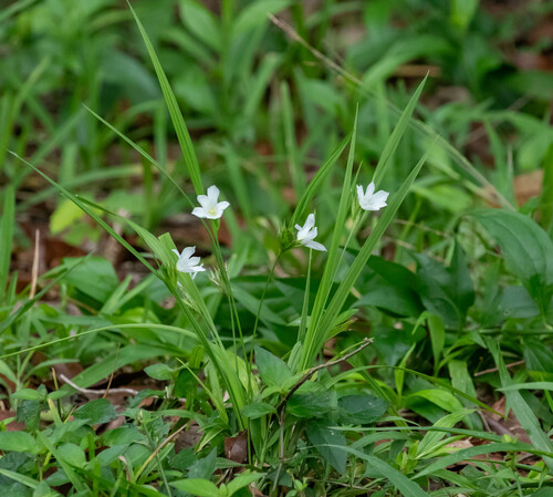 Cipura campanulata (Cipura campanulata)