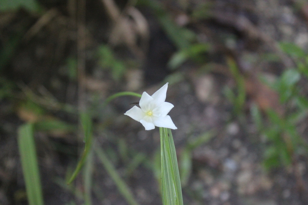 Cipura campanulata (Cipura campanulata)