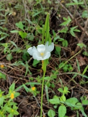 Cipura campanulata (Cipura campanulata)