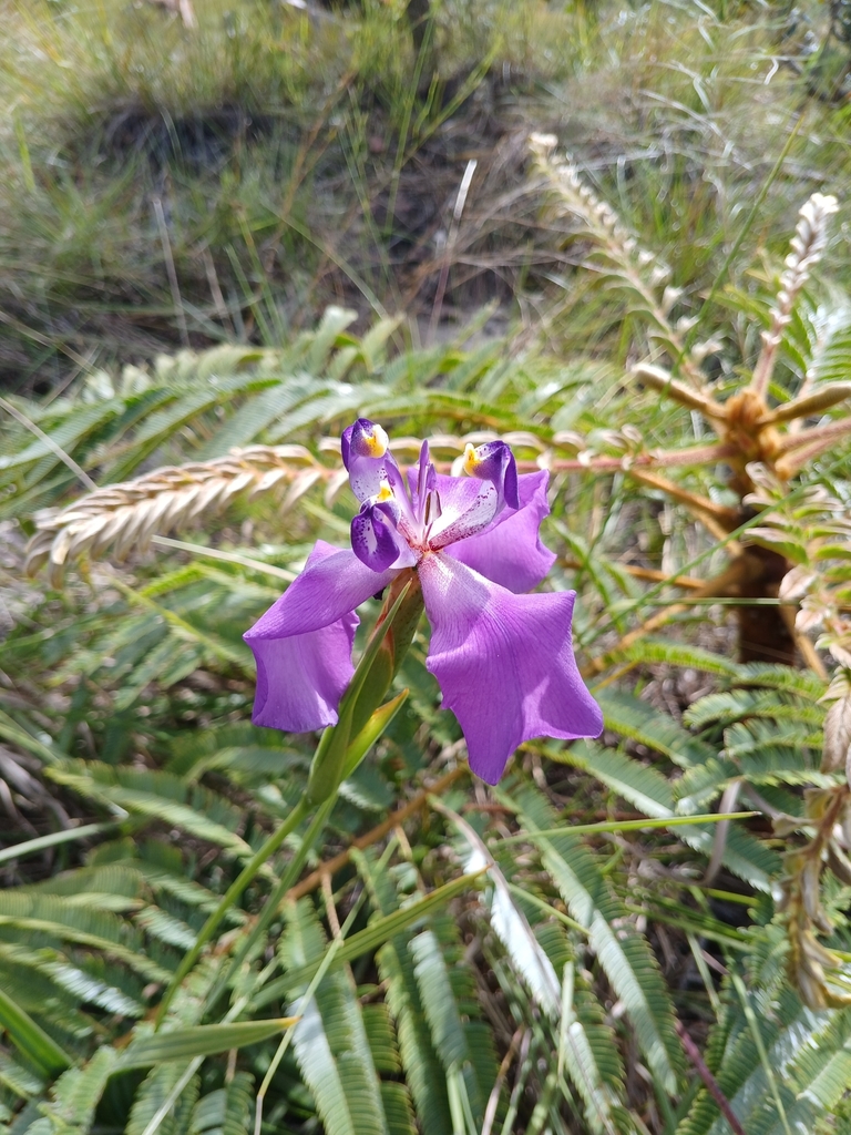 Cipura formosa (Cipura formosa)