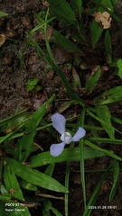 Cipura paludosa (Cipura paludosa)