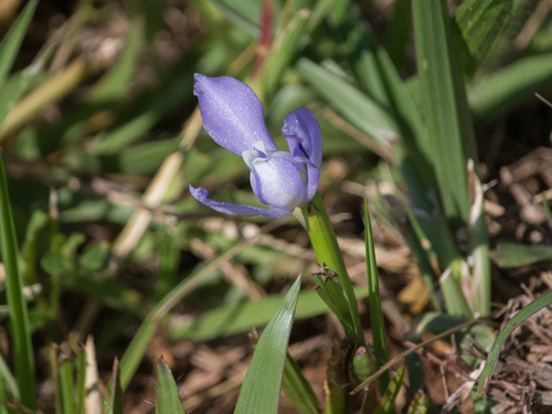 Cipura paludosa (Cipura paludosa)
