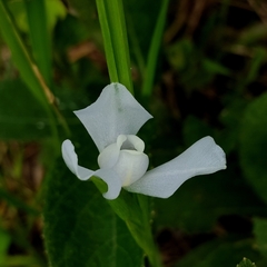 Cipura paludosa (Cipura paludosa)