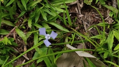 Cipura paludosa (Cipura paludosa)
