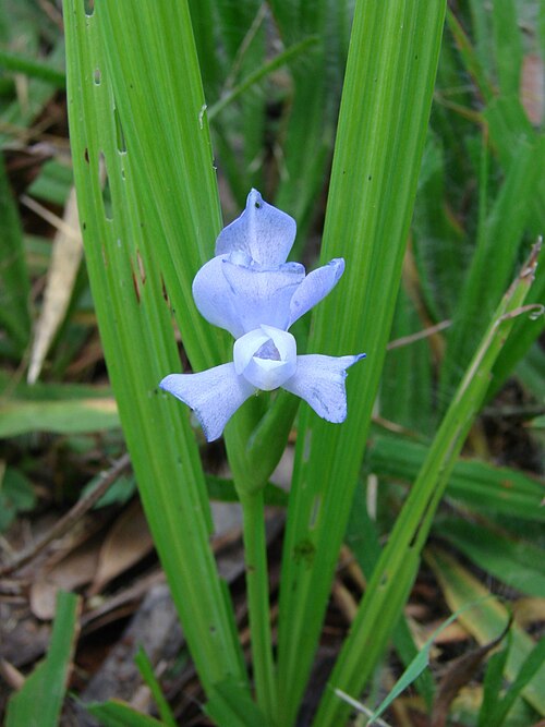 Cipura paludosa: A Flower of Cipura paludosa Aubl., the most widespread species of genus.