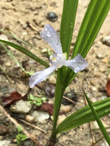 Cipura paludosa (Cipura paludosa)