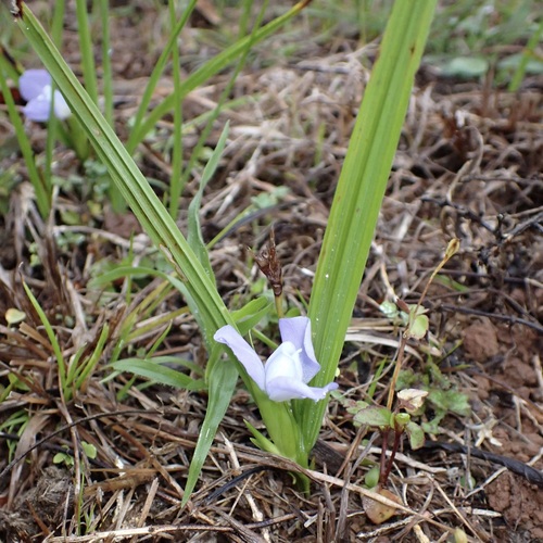 Cipura paludosa (Cipura paludosa)