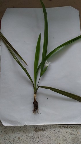 Cipura paludosa (Cipura paludosa)