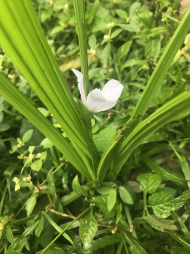 Cipura paludosa (Cipura paludosa)