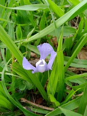 Cipura paludosa (Cipura paludosa)