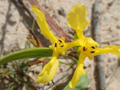 Cipura xanthomelas (Cipura xanthomelas)
