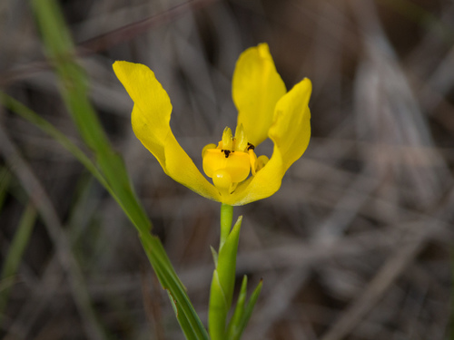 Cipura xanthomelas (Cipura xanthomelas)