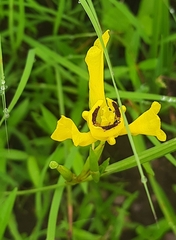 Cipura xanthomelas (Cipura xanthomelas)