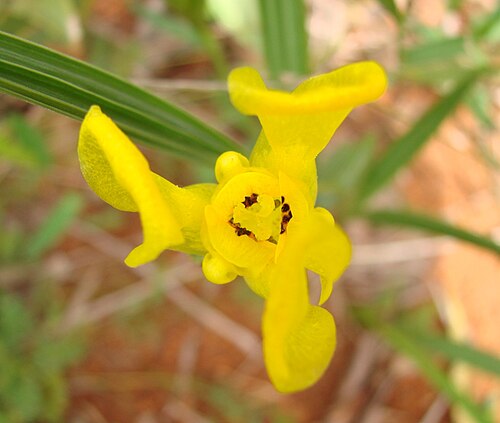 Cipura xanthomelas: Cipura xanthomelas subsp. xanthomelas ( Cipura flava ) - IRIDACEAE Parque Olhos D' Agua - Brasília - Distrito Federal - Brasil.