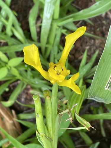 Cipura xanthomelas (Cipura xanthomelas)