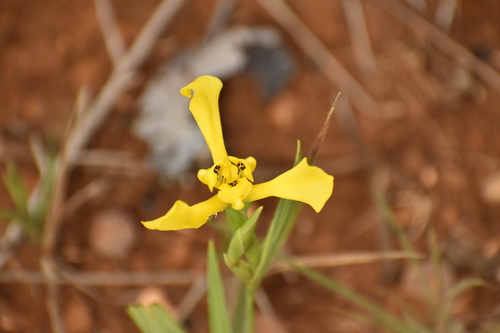 Cipura xanthomelas (Cipura xanthomelas)